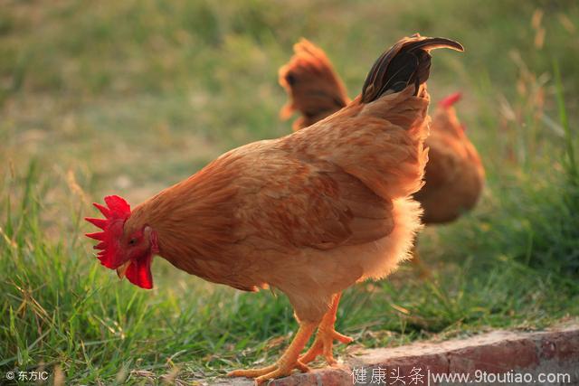 秋冬季鸡传染性鼻炎危害大怎么办？如何防治？
