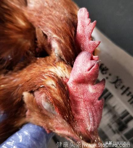 蛋鸡丨 鸡群感冒鼻炎混合感染的防控思路！