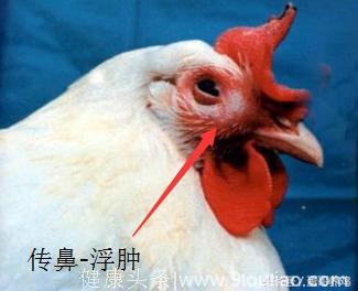 蛋鸡丨 鸡群感冒鼻炎混感，养鸡人如何有效防治！