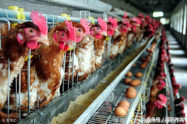 蛋鸡丨 鸡群感冒鼻炎混感，养鸡人如何有效防治！