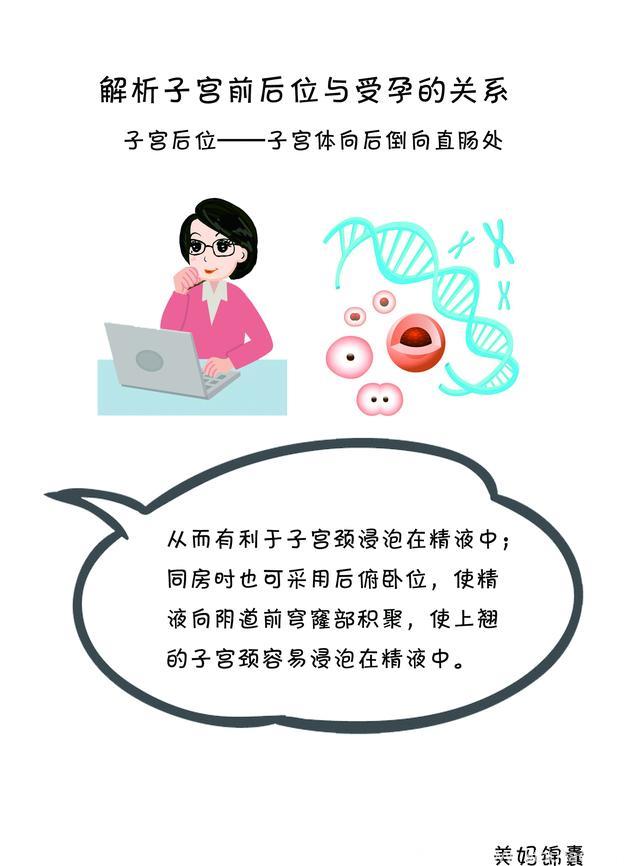 女性子宫位置与受孕的关系