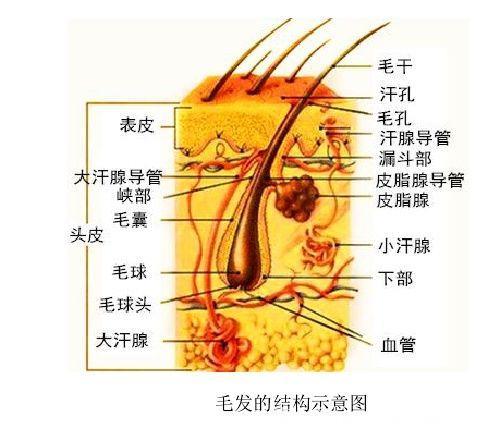 乳腺癌患者能否染发，如何预防上肢水肿？请查收这份实用指南！