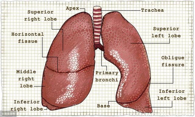 肺气肿晚期可伴随哪些症状的出现