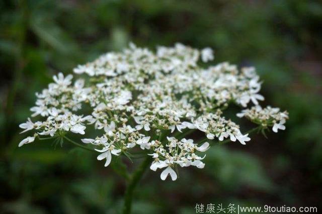 它被称为“独摇草”，却是除风湿、治感冒、祛湿邪的良药