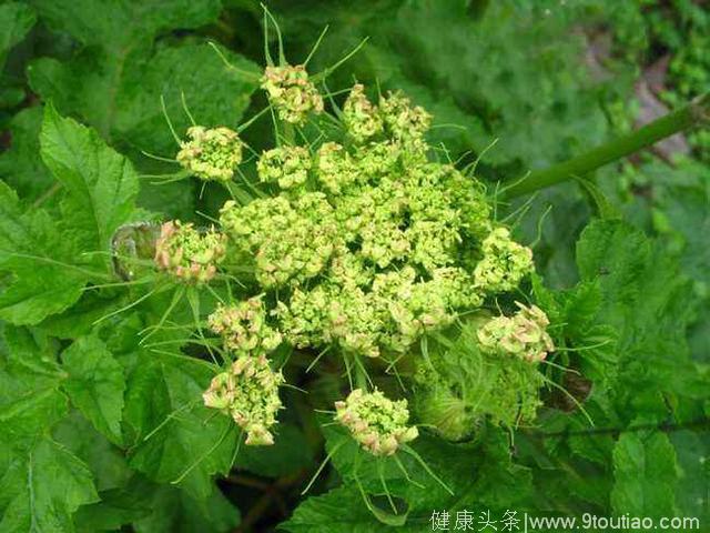 它被称为“独摇草”，却是除风湿、治感冒、祛湿邪的良药