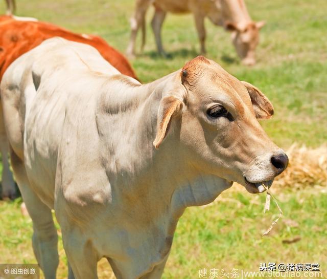 养殖技术，怎样诊断和预防牛流行性感冒