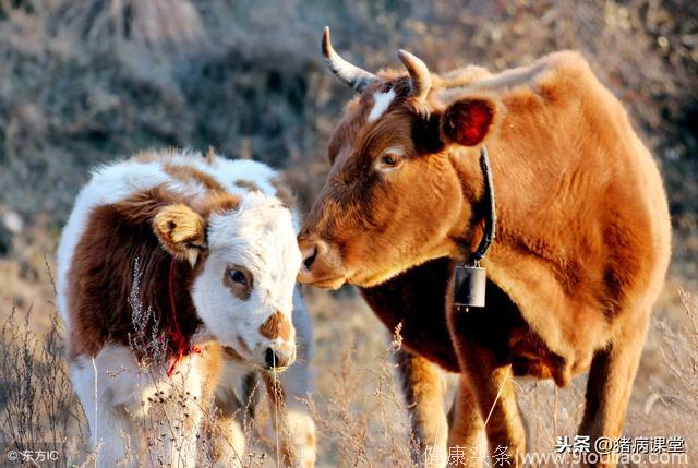 养殖技术，怎样诊断和预防牛流行性感冒
