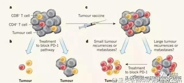 「关注」Nature：癌症疫苗大获成功，癌细胞已扩散也可痊愈！