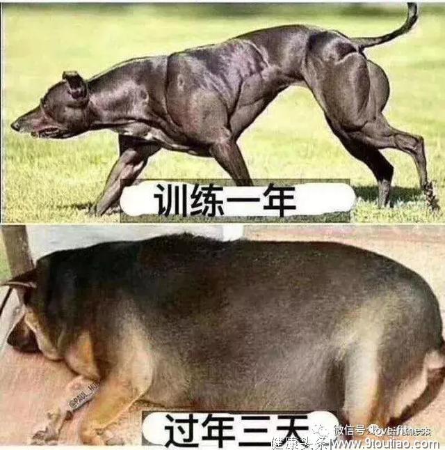 过年前 VS 过年后，看完只想撸铁？