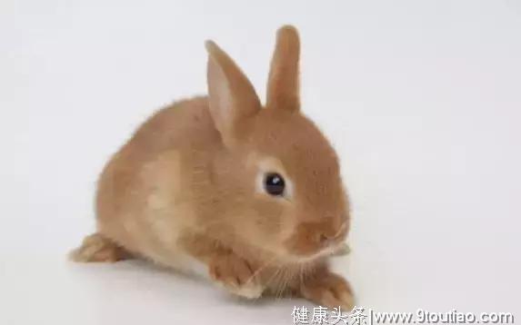 心理测试：挑选一只最可爱的兔子，立马看出你的恋爱心理，超准！