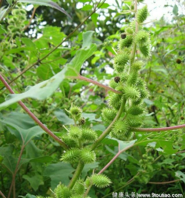 野外这2种常见的植物，对农作物有影响却能缓解过敏性鼻炎