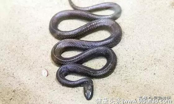 婆婆放生了一条怀孕的黑蛇，5天后，村庄里的人无一生还