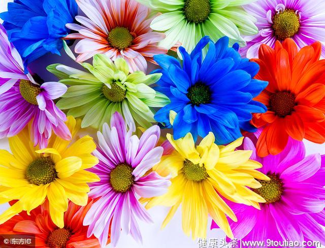 心理测试：选出你最喜欢的花，测出你是个急性子还是个慢性子