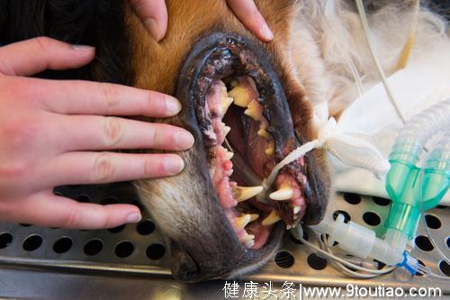 狗狗的牙齿很脆弱！其引起的5种疾病，让狗狗受尽折磨