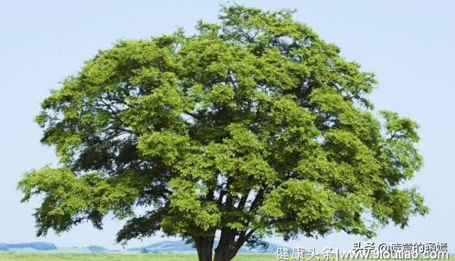 心理测试：你认为哪棵树最茂盛？测试你未来的社会地位有多高？