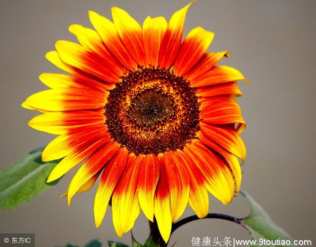 心理测试：你最喜欢哪朵太阳花，测出你自身带有哪些好福气