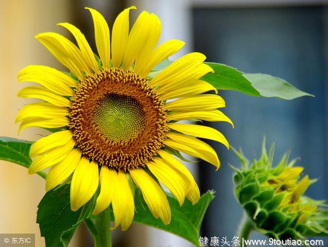 心理测试：你最喜欢哪朵太阳花，测出你自身带有哪些好福气