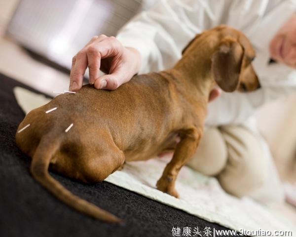 狗狗也能接受针灸，关于狗狗针灸的事项，它能帮到狗狗什么