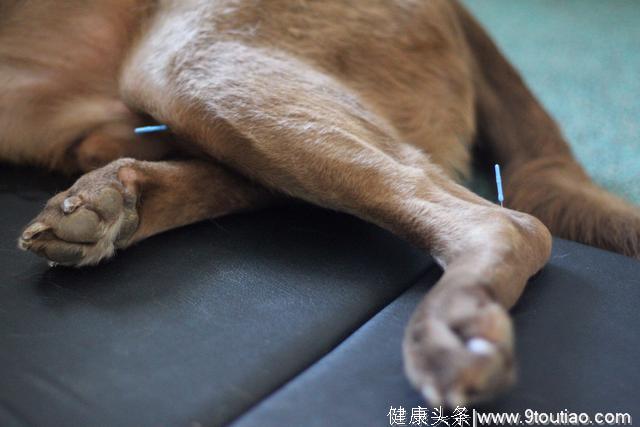 狗狗也能接受针灸，关于狗狗针灸的事项，它能帮到狗狗什么