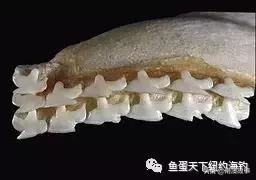 体型不大的鱼，一般在一米左右，有细小如锯齿，不是很尖利的牙齿
