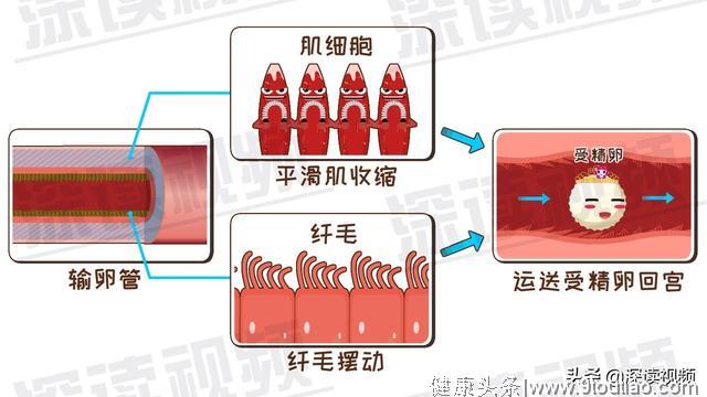 受精卵缘何子宫外安家