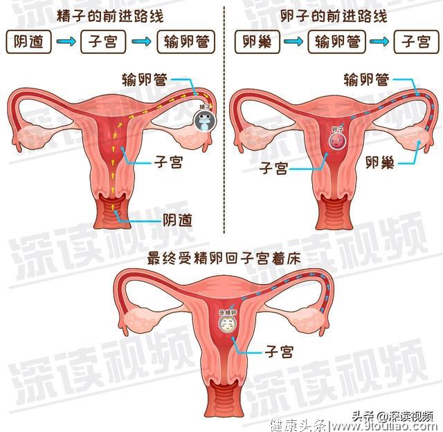 受精卵缘何子宫外安家