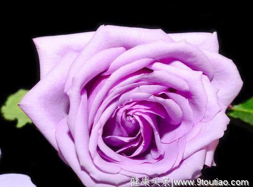 心理测试：选一支你最喜欢的玫瑰，测试你今生会经历几次爱情