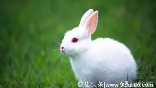 心理测试：你觉得哪只兔子最胖？测最爱你的人是谁？果然是TA！