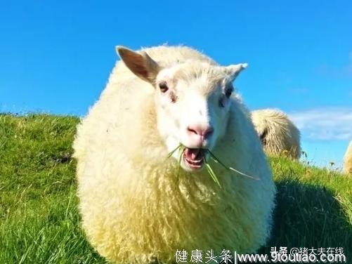 春季常见羊病：拉稀、肺炎、积食、眼病