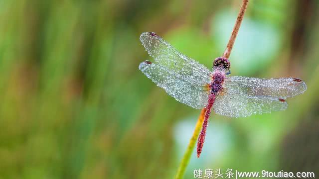 心理测试：选一个你喜欢的蜻蜓，测试你的男闺蜜有没有喜欢你？