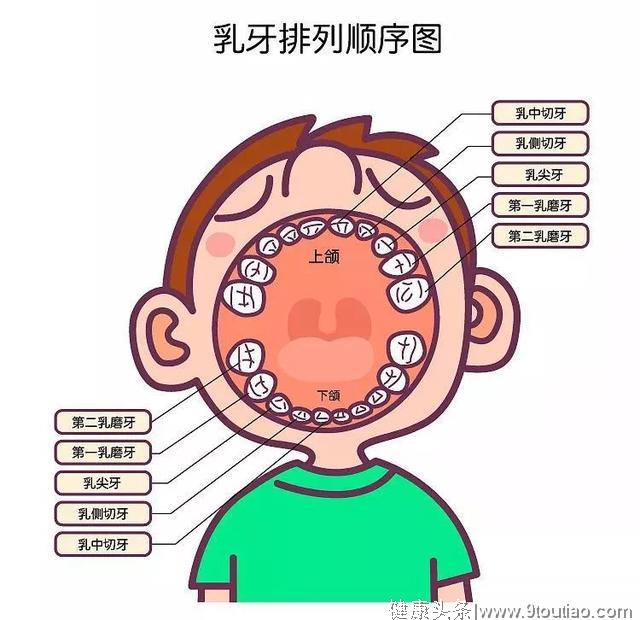 补充维生素A，有好视力，也锻炼牙齿咀嚼能力的胡萝卜鸡肉棒