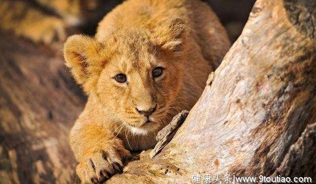 心理测试：觉得哪一只小狮子才是森林之王？测你的人生运程如何！