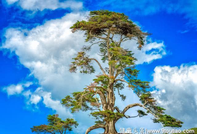 心理测试：你觉得哪棵树会长得更高，测你最近有什么事发生？