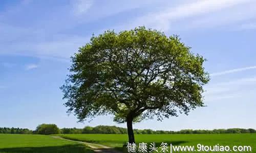 心理测试：你觉得哪棵树会长得更高，测你最近有什么事发生？