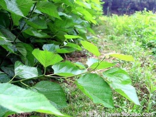 5种药茶，总有一种适合自己的体质，祛风除湿止痛中医养护方