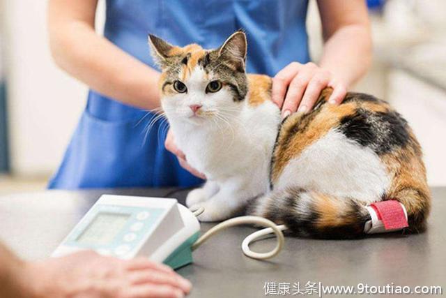 可能被轻视的猫咪关节病！猫关节炎的4种征兆,你注意到了吗?
