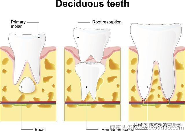 如何让宝宝长出一口好牙，牙齿不好影响颜值？网友：日本人是案例