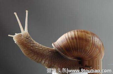 世界上牙齿最多的动物是什么？蜗牛有25600颗牙齿人类仅32