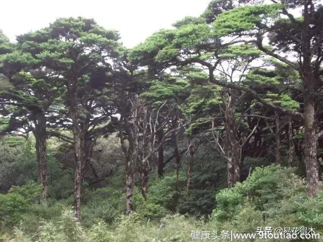 国宝级珍稀植物银杉、水杉、紫衫哪一种防癌？