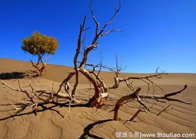 心理测试：3片沙漠，你认为哪一片沙漠有水源？揭露你的性格缺陷
