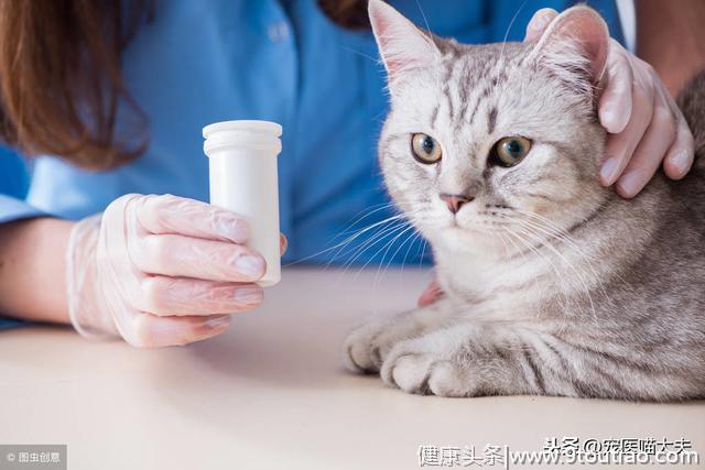猫白血病的病发原因、症状以及应对措施分析！