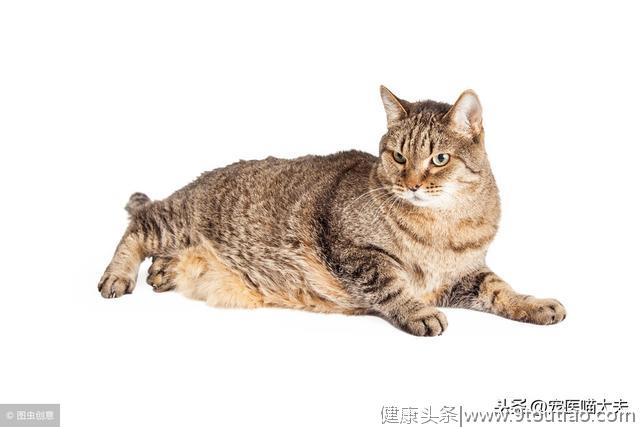 胖猫“警报”：小心脂肪肝找上门！