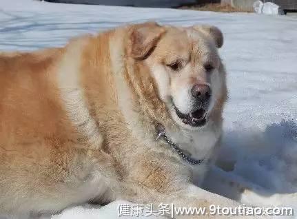 狗狗因过度肥胖竟被主人抛弃！还好遇到新主人，减肥瘦了90斤！