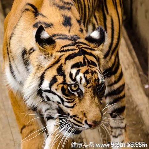 心理测试：凭感觉选择一只老虎，秒测你的报复心理有多强？