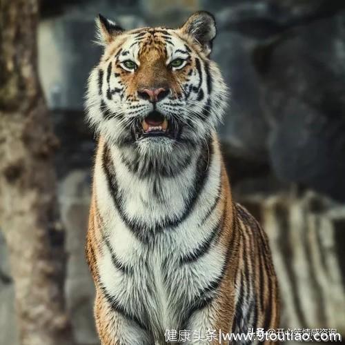 心理测试：凭感觉选择一只老虎，秒测你的报复心理有多强？