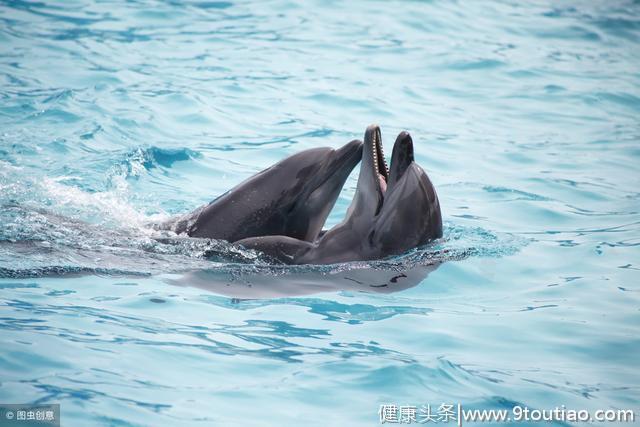 新研究母海豚比女人更容易高潮，闲着没事就爱爱