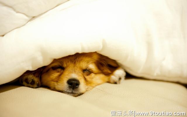 狗狗晚上失眠，主人也别想睡！怎么让狗不叫乖乖睡觉？