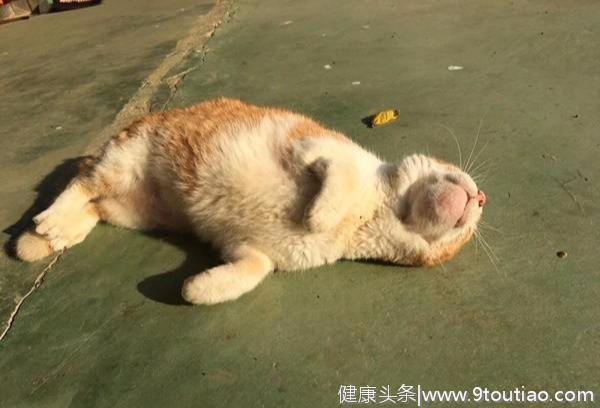 猫咪患上罕见骨癌，纵使下巴漏口水也未被遗弃，它教会了主人珍惜