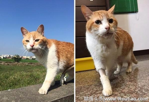 猫咪患上罕见骨癌，纵使下巴漏口水也未被遗弃，它教会了主人珍惜