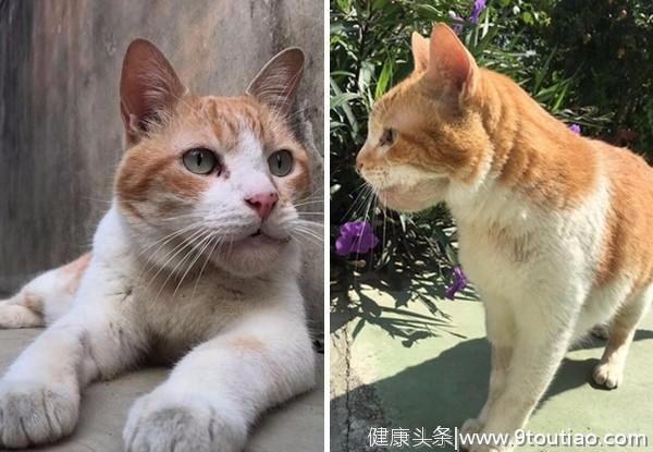 猫咪患上罕见骨癌，纵使下巴漏口水也未被遗弃，它教会了主人珍惜